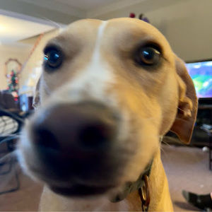 Meet your Posher, Abigail